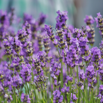 Lavender essential oil, India